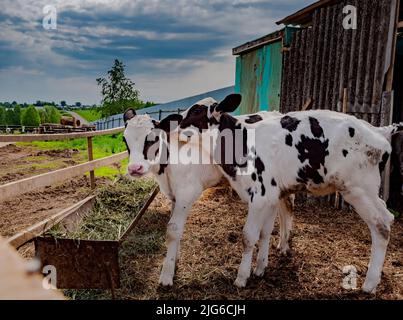 Due vitelli nella fattoria. Vitelli in bottiglia Holstein Heifer. Vitelli che giocano l'uno con l'altro. Foto Stock