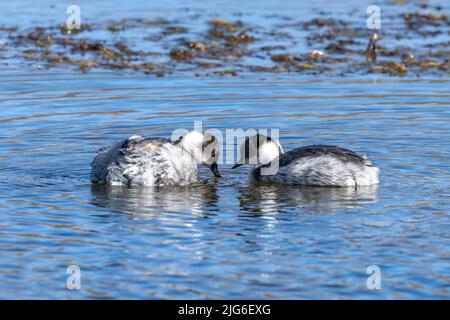 Un paio di Grebes argentini sul lago Chungara nel Parco Nazionale della Lauca sull'alto altiplano andino nel nord-est del Cile. Foto Stock