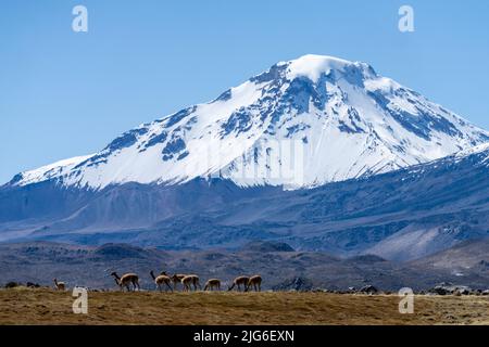 Una piccola mandria di Vicuna, lama vicugna, di fronte al vulcano Pomerape innevato nel Parco Nazionale Lauca in Cile. Foto Stock