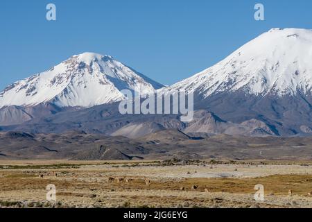 Una piccola mandria di vicuna di fronte al Pomerape e Parinacota Volcanos innevati nel Parco Nazionale Lauca in Cile. Foto Stock