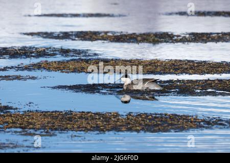 Un Teal Puna, una spatola puna, nuotare nel lago di Chungara sull'alto altiplano nel Parco Nazionale Lauca in Cile. Foto Stock