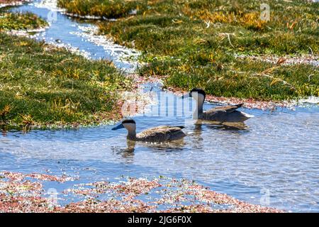 Un paio di Teal Puna, spatola puna, nuoto in una laguna sull'alto altiplano nel Parco Nazionale Lauca in Cile. Foto Stock