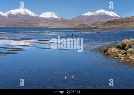 Un paio di Grebes argentini sul lago Chungara nel Parco Nazionale della Lauca sull'alto altiplano andino nel nord-est del Cile. Un grande è solo immersioni per foo Foto Stock