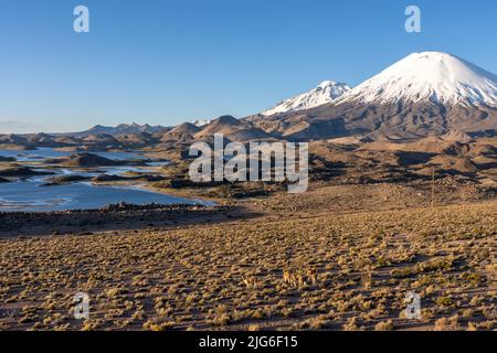 Mandria di vicuna con le lagune Cotacotani e i Volcanos Pomerape e Parinacota nel Parco Nazionale Lauca in Cile. Foto Stock