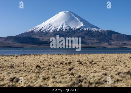 Una piccola mandria di Vicuna, lama vicugna, con il Lago Chungara e il vulcano Parinacota nel Parco Nazionale Lauca in Cile. Foto Stock