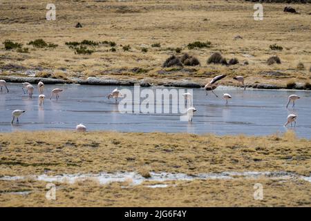 Un gregge di Flamingos di Giacomo si nutre in una laguna sull'altiplano andino nel Parco Nazionale della Lauca nel nord-est del Cile. Un fenicottero entra a terra. Foto Stock