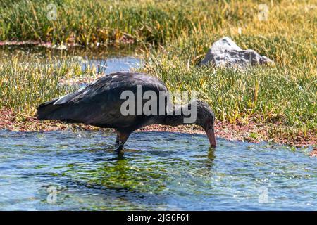 A Puna ibis, Plegadis ridgwayi, nutrirsi in una zona umida sull'altiplano nel Parco Nazionale Lauca in Cile. Foto Stock