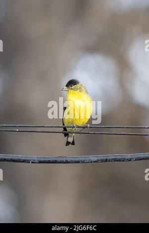 Un maschio Lesser Goldfinch, Spinus psaltria, arroccato su un filo nello Utah. Foto Stock