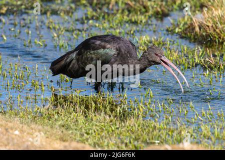 A Puna ibis, Plegadis ridgwayi, nutrirsi in una zona umida sull'altiplano nel Parco Nazionale Lauca in Cile. Foto Stock