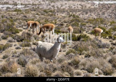 Una lama domestica, lama glama, pascolo vicino ad un gregge di vicune nel Parco Nazionale della Lauca sull'alto altiplano in Cile. Foto Stock