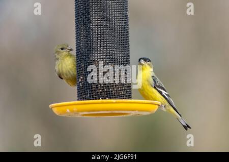 Un maschio e una femmina Lesser Goldfinch, Spinus psaltria, su un alimentatore di uccelli da cortile nello Utah. Foto Stock