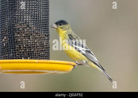 Un maschio minore Goldfinch, Spinus psaltria, su un alimentatore di uccelli da cortile nello Utah. Foto Stock