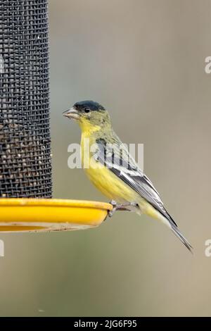 Un maschio minore Goldfinch, Spinus psaltria, su un alimentatore di uccelli da cortile nello Utah. Foto Stock