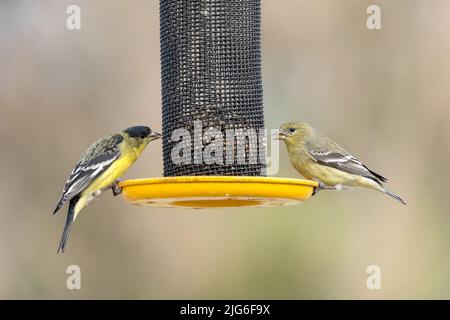 Un maschio e una femmina Lesser Goldfinch, Spinus psaltria, su un alimentatore di uccelli da cortile nello Utah. Foto Stock