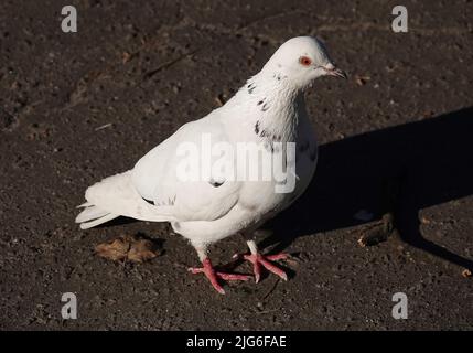 Colomba bianca macchiata nel parco su stand sull'asfalto Foto Stock