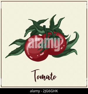 Carta con verdure. Pomodoro. Pomodori rossi tirati. Illustrazione vettoriale. Agricoltura. Verdure di serra Illustrazione Vettoriale