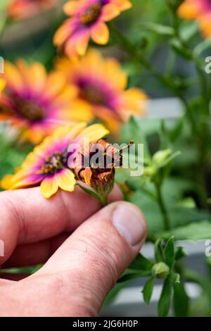 Uomo morto che dirige Osteospermum Sole viola in una pentola. Concetto di cura delle piante da giardino Foto Stock