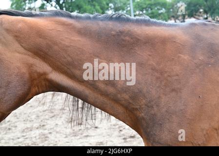 Orticaria o ruote allergiche su un collo di cavalli Foto Stock