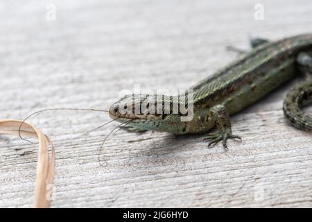 Lucertola comune (Zootoca vivipara, anche chiamato lucertola vivipara), rettile che si nutrono di insetti su una passerella a Giovedi comune NNR, Surrey, Inghilterra, Regno Unito Foto Stock