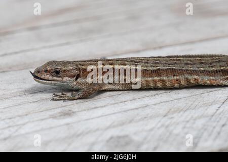 Lucertola comune (Zootoca vivipara, anche chiamato lucertola viviparous), insetti di caccia rettile su una passerella a Giovedi comune NNR, Surrey, Inghilterra, Regno Unito Foto Stock