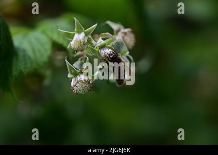 Unmature rashberry sul cespuglio e un'ape come un primo piano su uno sfondo sfocato Foto Stock