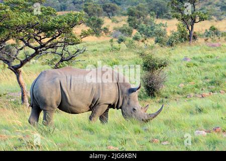 Pericolo di rinoceronte bianco (Ceratotherium simum) in habitat naturale, Sud Africa Foto Stock