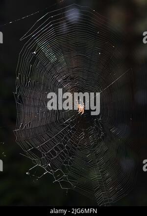 La croce comune del ragno siede su una rete che vive nelle foreste ucraine Foto Stock