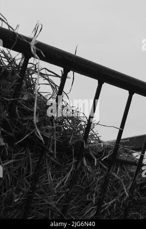 Enorme cestino di paglia giù sulla fattoria in bianco e nero. Foto Stock