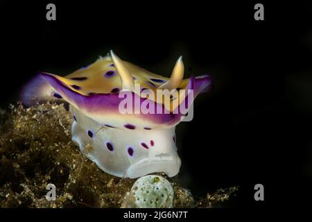 Goniobranchus kuniei nudibranco che mostra il caratteristico mantello nello stretto di Lembeh, Nord-Sulawesi, Indonesia Foto Stock