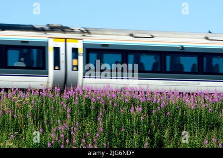 Treno Chiltern Railways che passa linea Rosebay Willowherb fiori, Warwickshire, Regno Unito Foto Stock