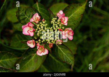 Lacecap Hydrangea macrophylla 'Love You Kiss' fiore. Foto Stock