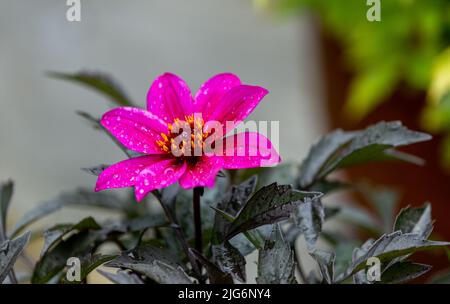 Dahlia 'Happy Days' viola. Foto Stock