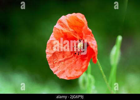 Fiore rosso papavero con la pioggia di rugiada gocce macro primo piano su uno sfondo verde. Fistil e timens selettivi della messa a fuoco Foto Stock