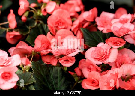 Bella e colorata Begonia Hiemalis piante nel giardino Foto Stock