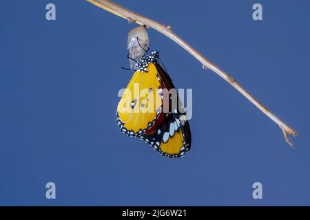 Farfalla regina Africana , Monarch emerge dalla pupa Danaus chrysippus, nota anche come tigre pianura Foto Stock