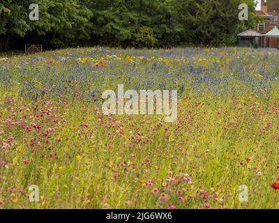 Platinum Jubilee Meadow all'Hampton Court Palace, Londra. REGNO UNITO Foto Stock