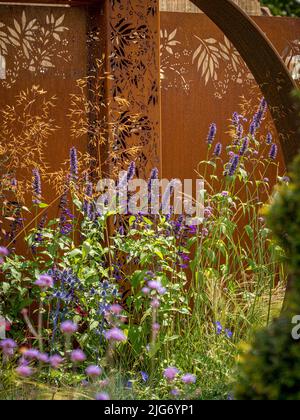 Fiori viola di Salvia e erbe ornamentali di fronte ad un pannello di acciaio Corten in un giardino britannico. Foto Stock