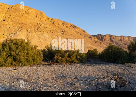 Ein Feshkha, conosciuta anche come Einot Tzukim, è la riserva naturale più bassa del mondo, situata nel deserto della Giudea lungo le rive del Mar Morto Foto Stock