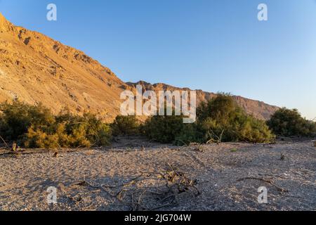 Ein Feshkha, conosciuta anche come Einot Tzukim, è la riserva naturale più bassa del mondo, situata nel deserto della Giudea lungo le rive del Mar Morto Foto Stock