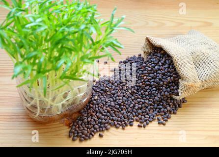 Acqua Spinach semi Scattered su tavola di legno con microgreens blurry in primo piano Foto Stock