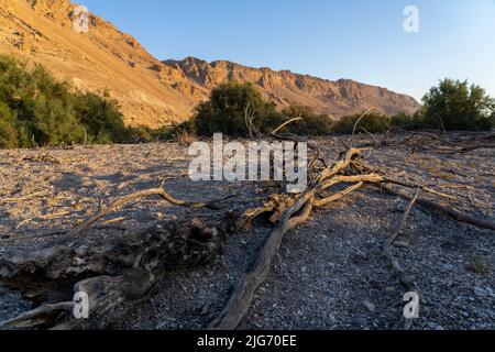 Ein Feshkha, conosciuta anche come Einot Tzukim, è la riserva naturale più bassa del mondo, situata nel deserto della Giudea lungo le rive del Mar Morto Foto Stock