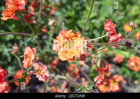 Red Geum Scarlet Tempest fiori in crescita a Dublino, Irlanda. Foto Stock