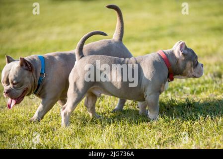 Due tasche Lilac colore American Bully cuccioli i cani stanno giocando in movimento all'esterno. Foto Stock