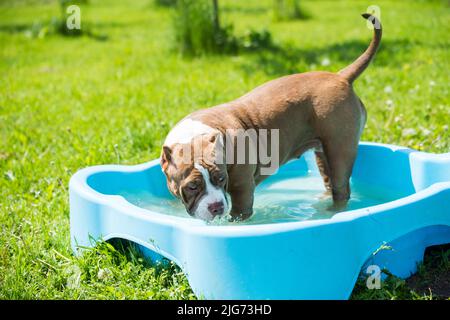 Il cane Bully americano sta nuotando in piscina Foto Stock