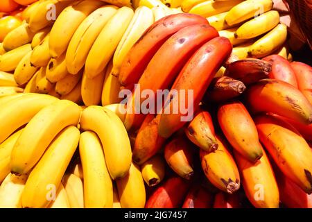 Il giallo standard e le banane rosse più esotiche in grappoli su un mercato agricolo stallo a Tenerife, Isole Canarie, Spagna. Foto Stock