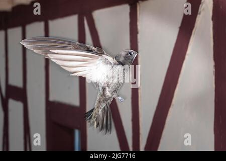 Common Swift (Apus apus) che si avvicina al sito di allevamento, Renania settentrionale-Vestfalia, Germania Foto Stock