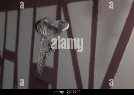 Swift comune (Apus apus) con angolo di gola pieno che si avvicina al sito di allevamento, Renania settentrionale-Vestfalia, Germania Foto Stock