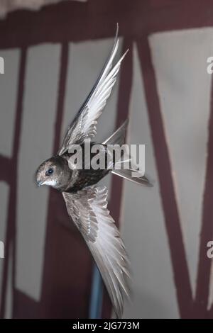 Common Swift (Apus apus) che si avvicina al sito di allevamento, Renania settentrionale-Vestfalia, Germania Foto Stock