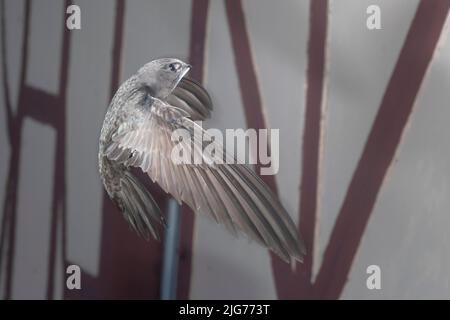 Common Swift (Apus apus) che si avvicina al sito di allevamento, Renania settentrionale-Vestfalia, Germania Foto Stock