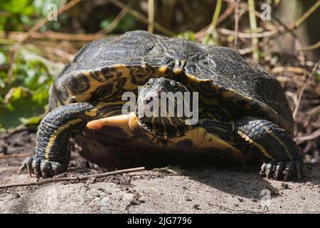 Slider rosso (Trachemys scripta elegans) tartarughe che depongono uova, Emsland, bassa Sassonia, Germania Foto Stock